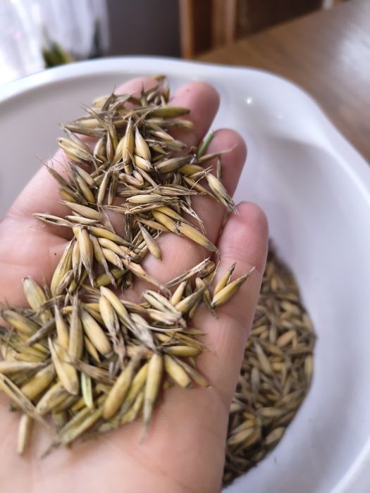 Owies tegoroczny 45 złotych za metr