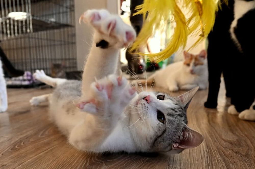 Energiczna kotka Layla szuka kochającego domu