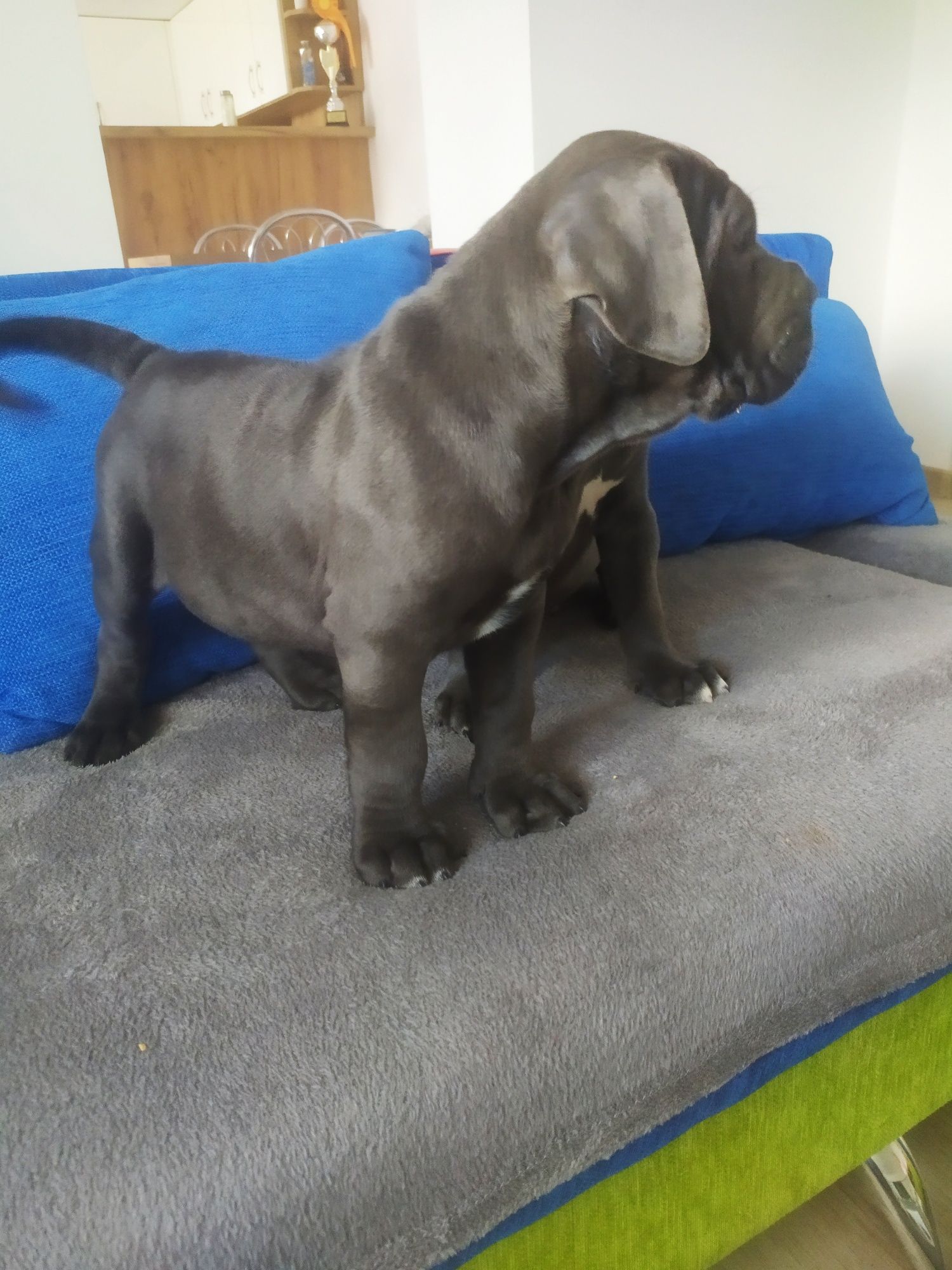 Cane Corso Italiani ,,FCI"