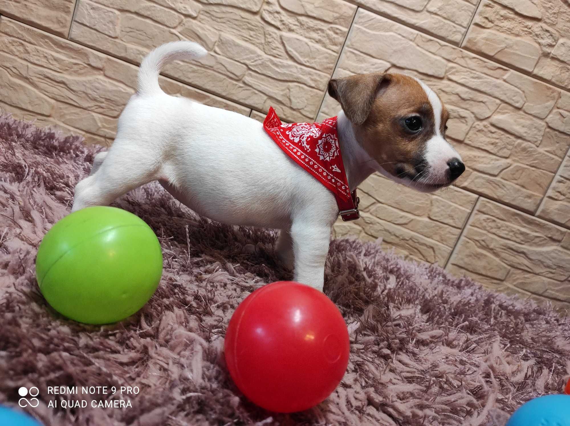 Jack Russell Terrier.  S-U-N-I-A