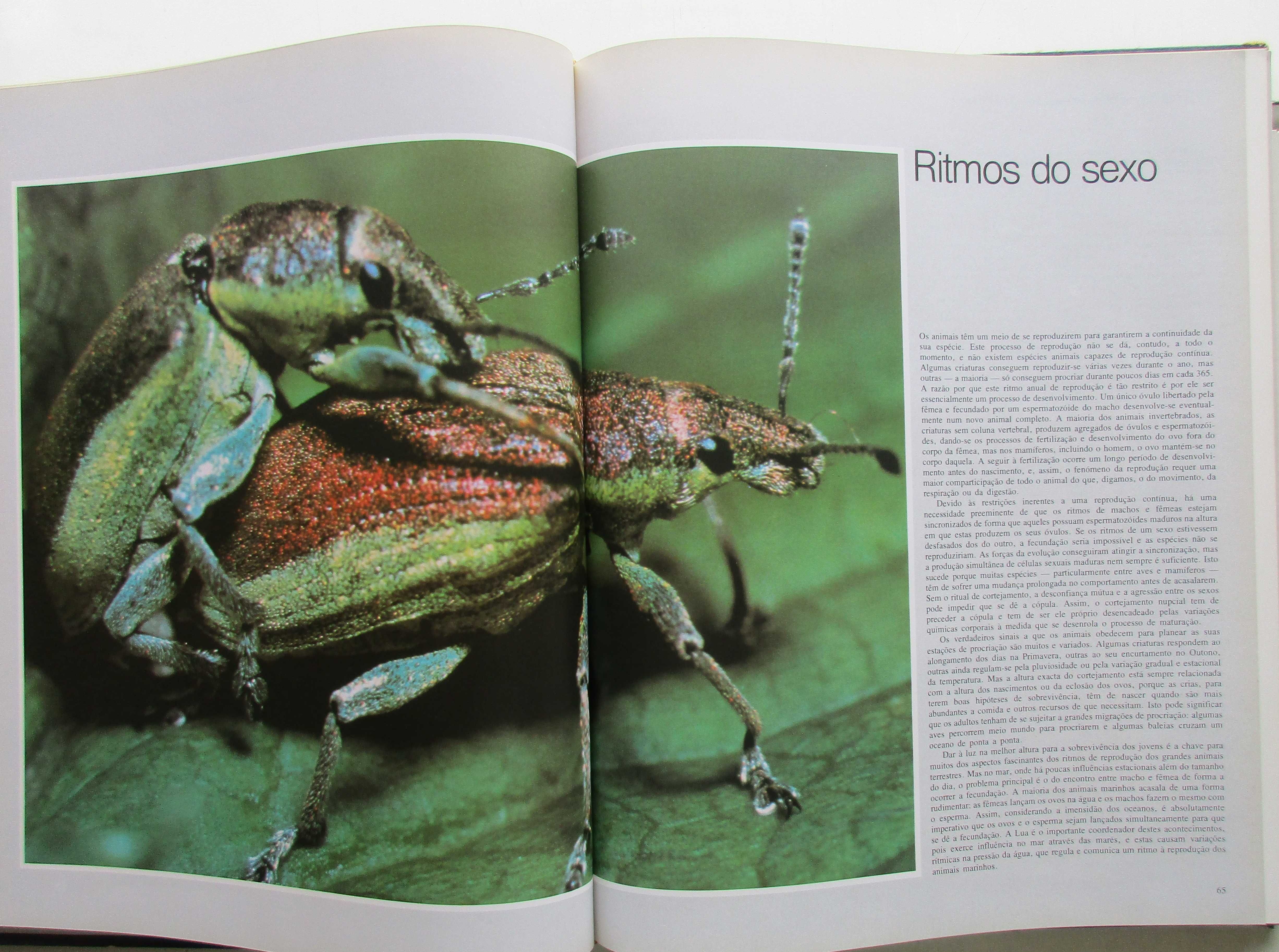 Os Ritmos da Vida - - - - - Enciclopédia