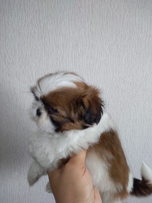Shih Tzu Soberba