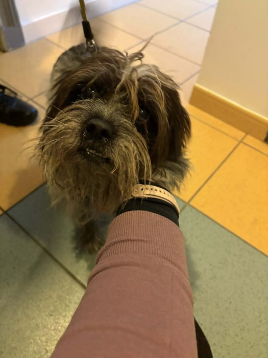 Sunia w typie Shih Tsu ,szuka domu.