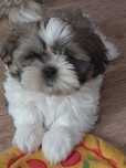 Shih tzu gotowe do odbioru