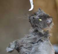 Серый большой кот Хагрид 2 года