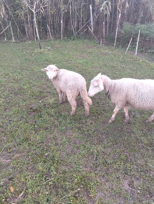 Borregos criados em pasto