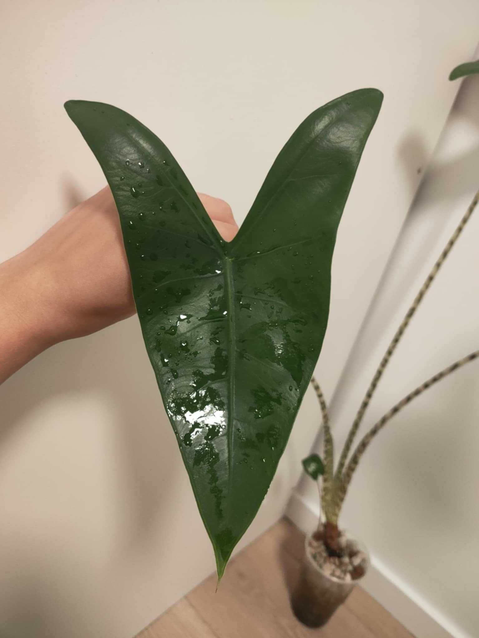 Alocasia zebrina (alokazja duża sadzonka regres)