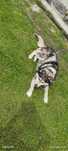 Pies husky za darmo