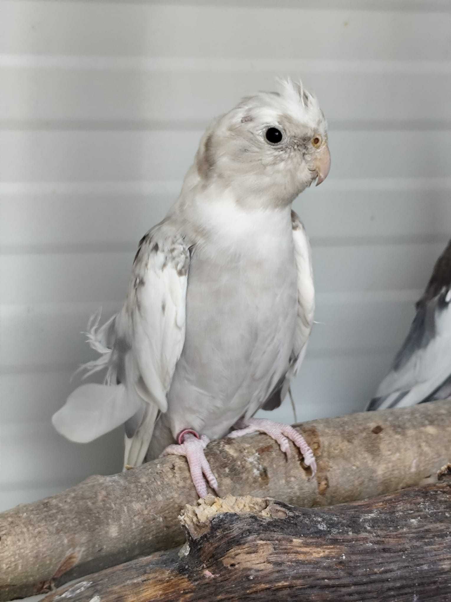Casal de Caturras Arlequim