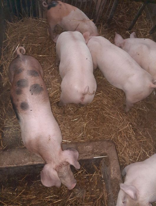 Prosięta  mięsne 6szt