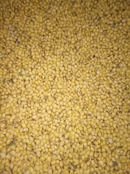 Soja odmiana  wczesna