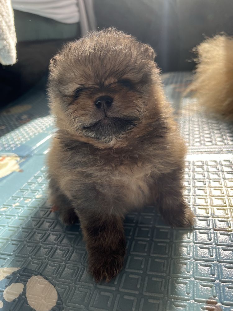 Szpic miniaturowy / pomeranian FCI