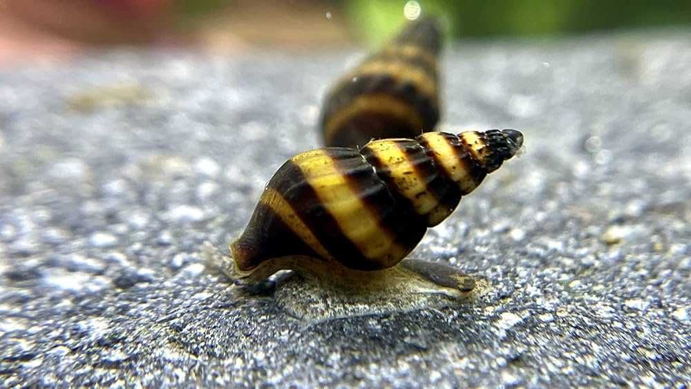 Clea Helena Ślimak Helenka