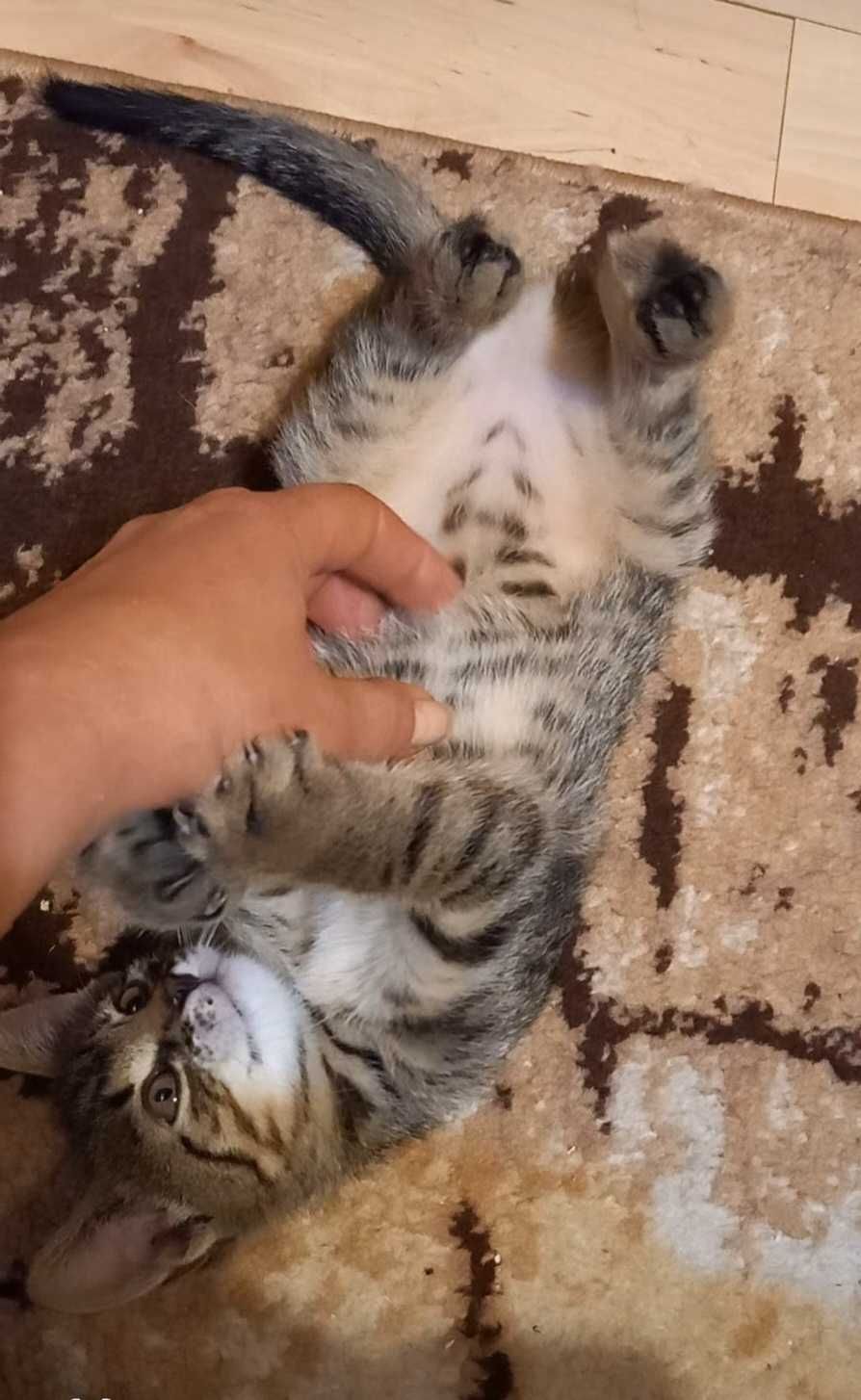 2,5 mies. samczyk do adopcji