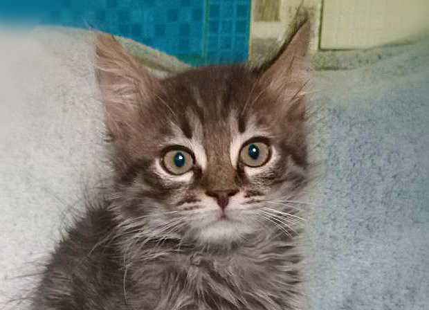 Пухнастик Тайгер шукає родину! Кошеня 2 міс