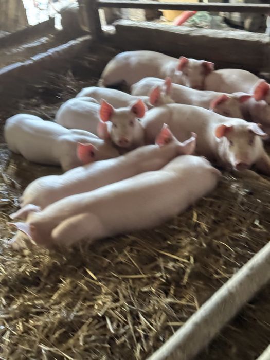 Prosięta PBZ warchlaki Sprzedam