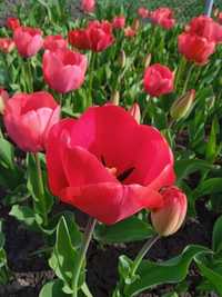 Тюльпан, цибулини різних кольорів