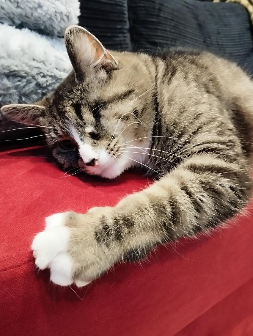 Koteczka do adopcji