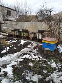 Бджолосім'ї і бджолопакети