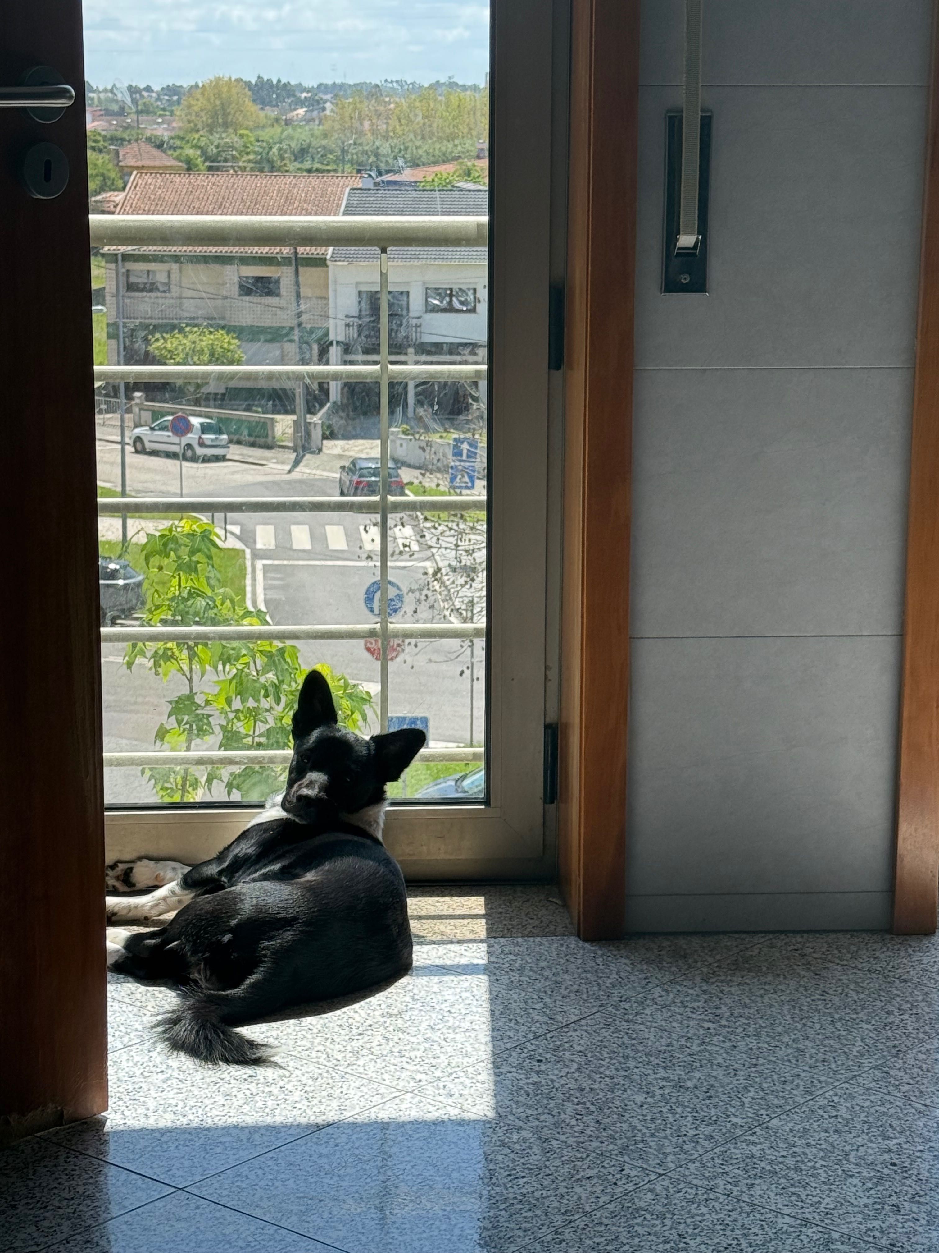 Cadela 1 ano e 5 meses