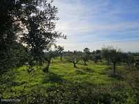 Quinta com projeto de construção de moradia