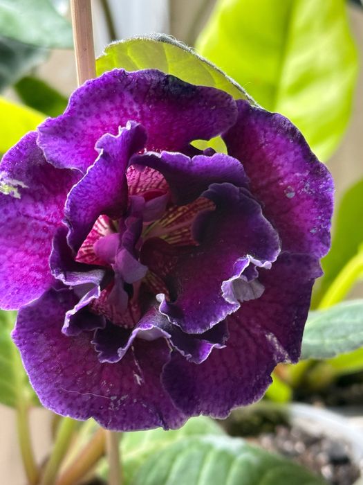 Глоксинія квітуча в горщику