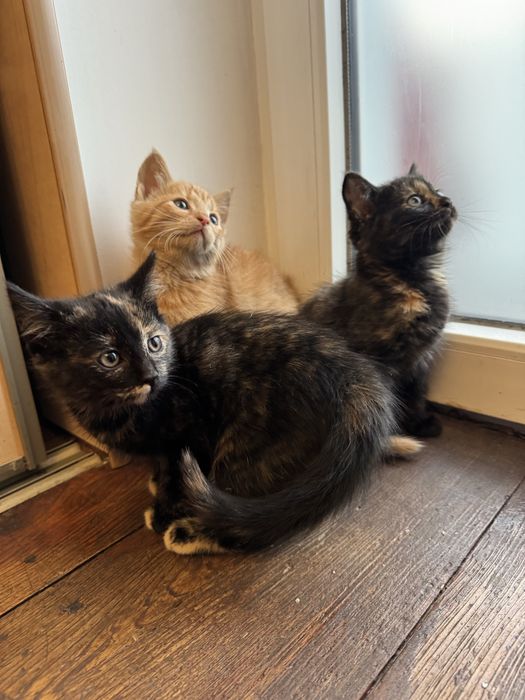 Oddam za darmo kotki