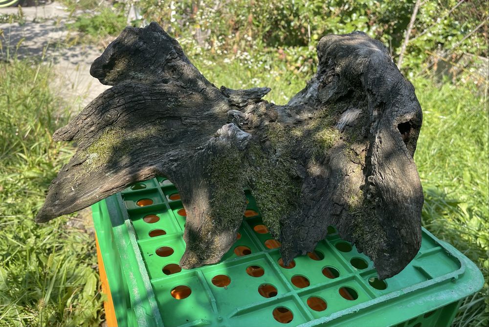 Корень дуба. Декор в террариум/аквариум для рептилий/амфибий