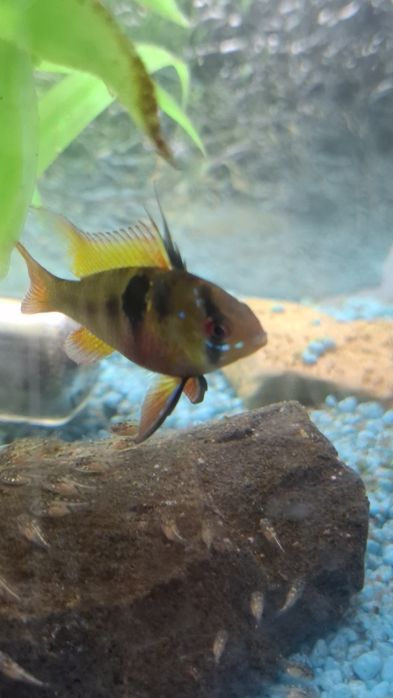 Pielegniczka ramireza