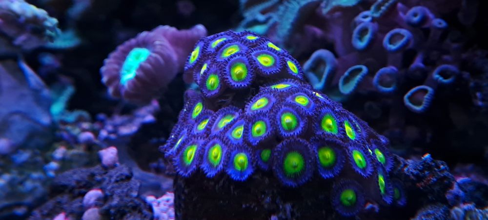Zoanthus AOI premium
