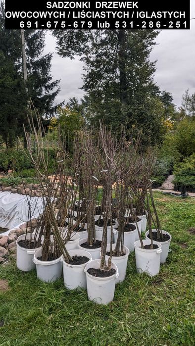 Sadzonki drzewek owocowych/liściastych/iglastych oraz krzewów