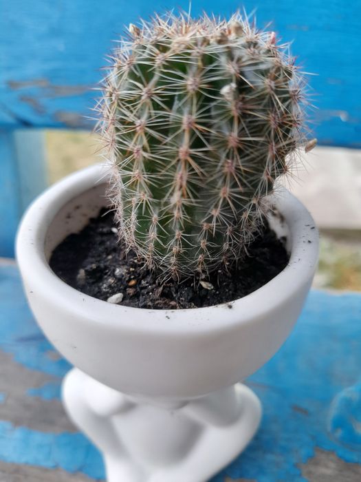 Продам кімнатні квіти