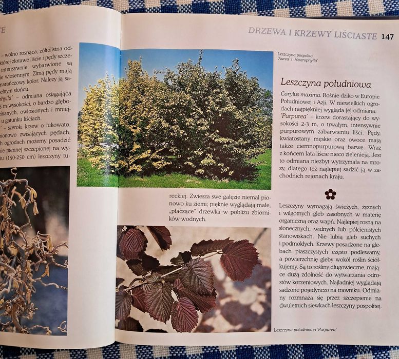 Ozdobne krzewy i pnącza .