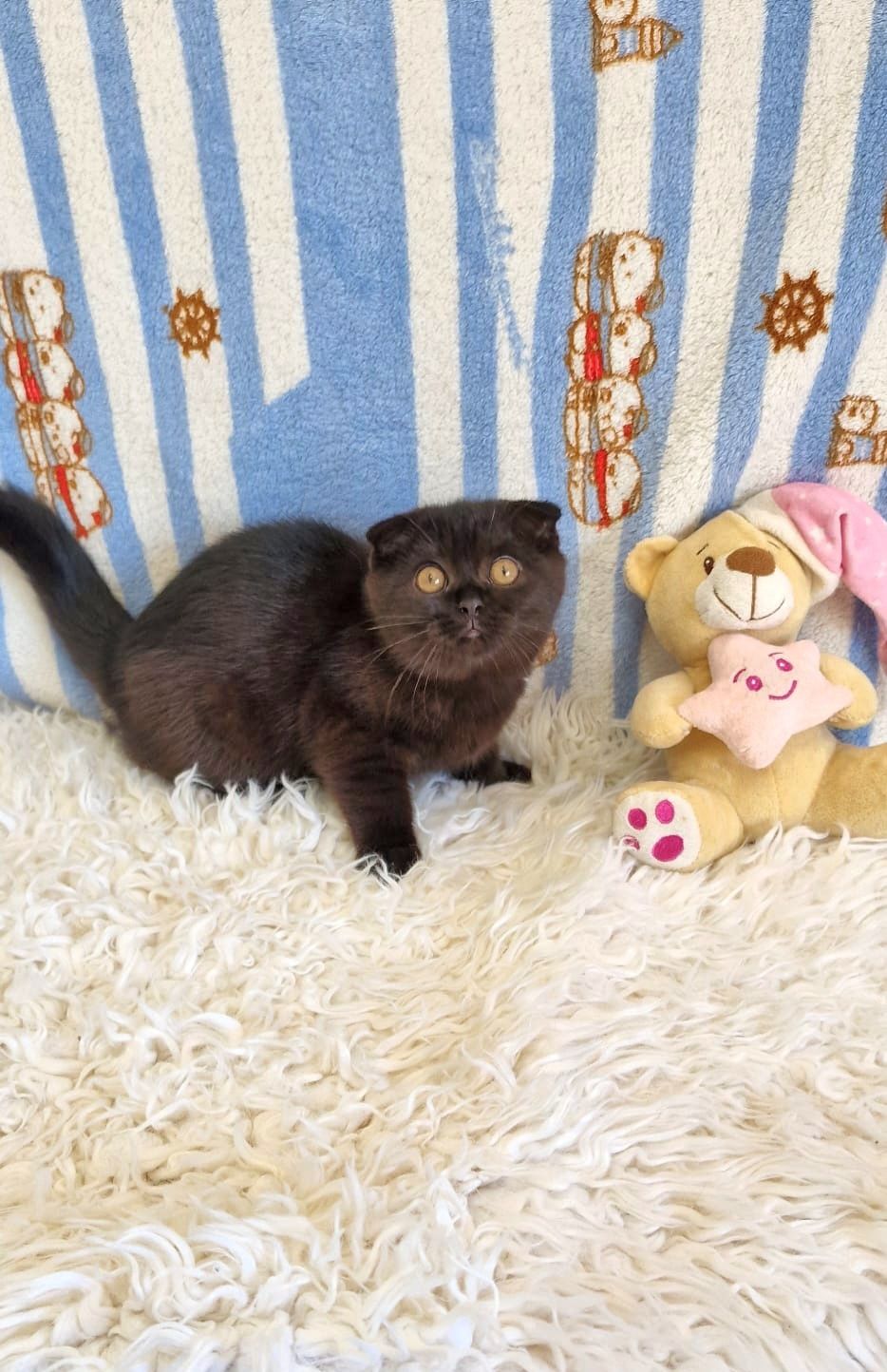 Scottish Fold Fêmea