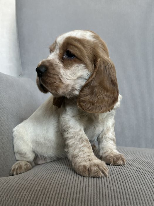 Suczka Cocker Spaniel Angielski do rezerwacji