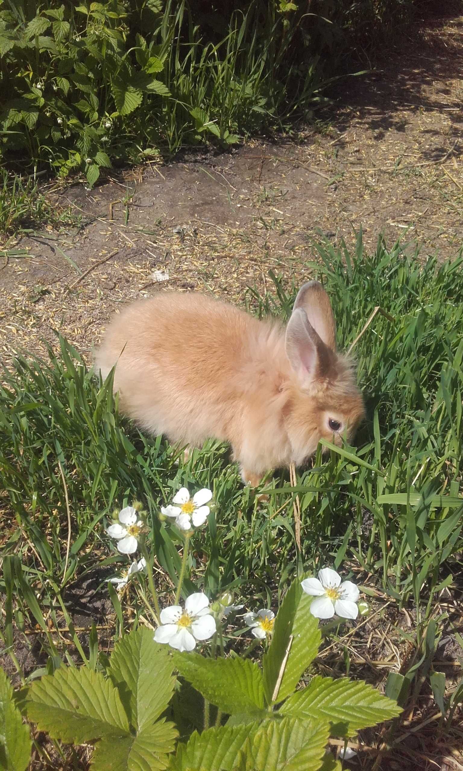 króliki Teddy miniaturki karzełki