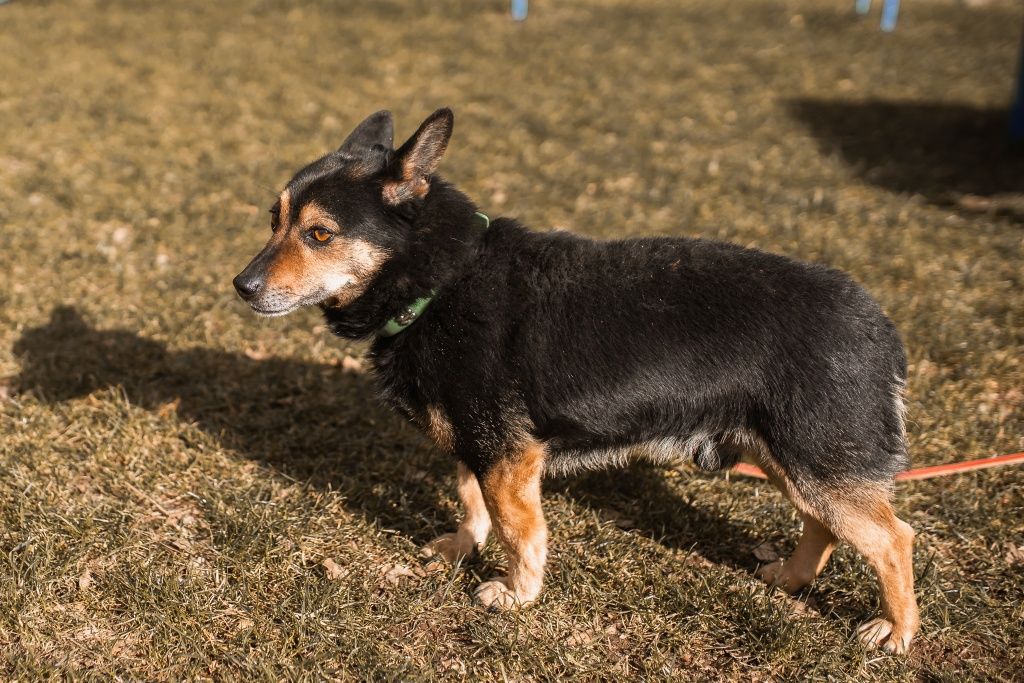 9-letni, niewielki Brownie do adopcji!