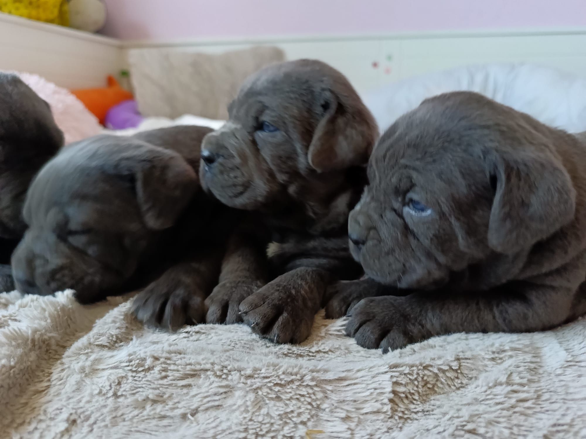 Cane Corso piesek mocna budowa