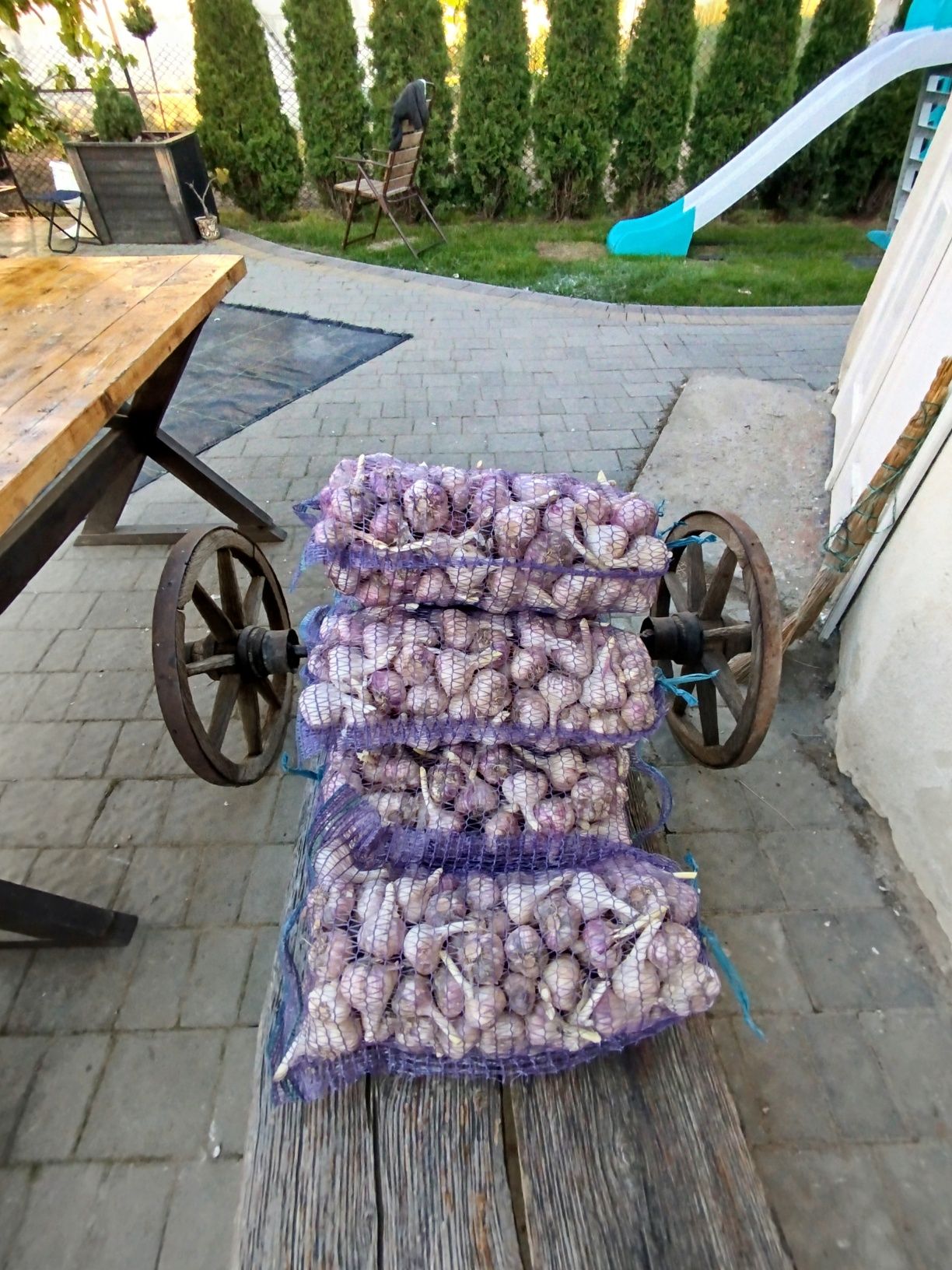 Часник сорт любаша перша репродукція