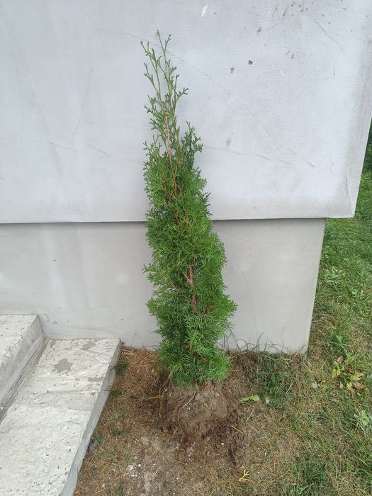Туя західна колоновидна Колумна