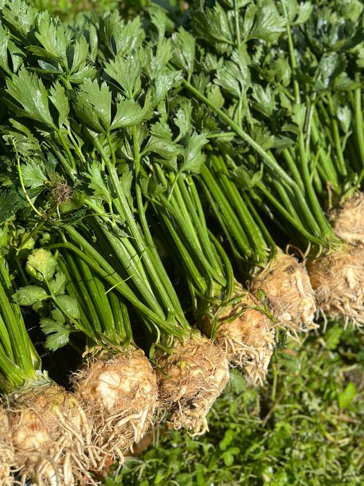 Seler korzeń z nacią