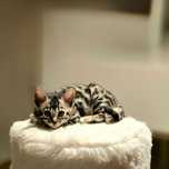 Silver – unikalny bengal z rodowodem FiFe, bardzo towarzyski!