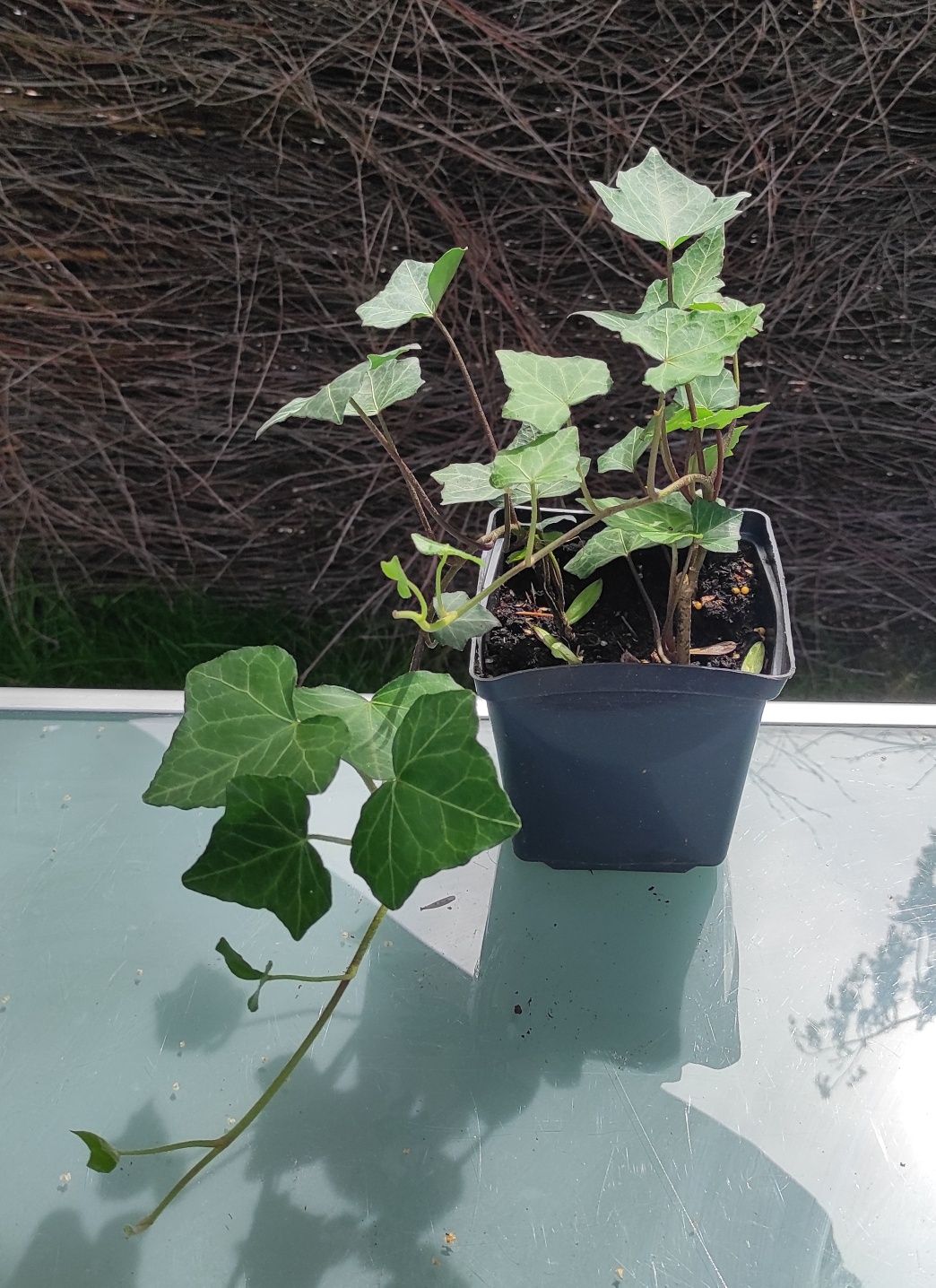 Hedera Helix pnącze producent hurt