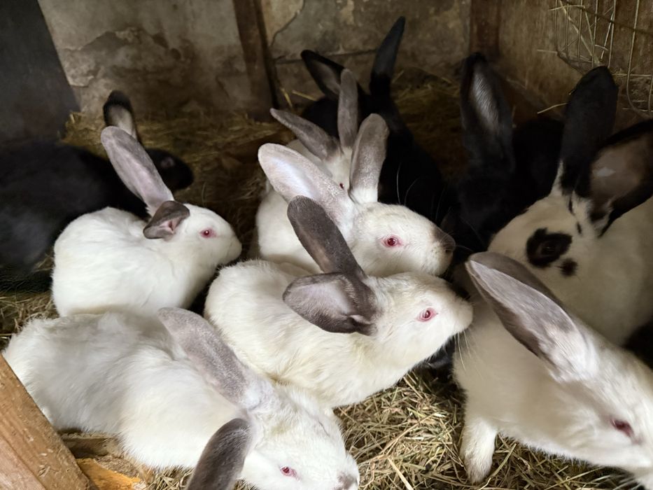 Sprzedam kroliki