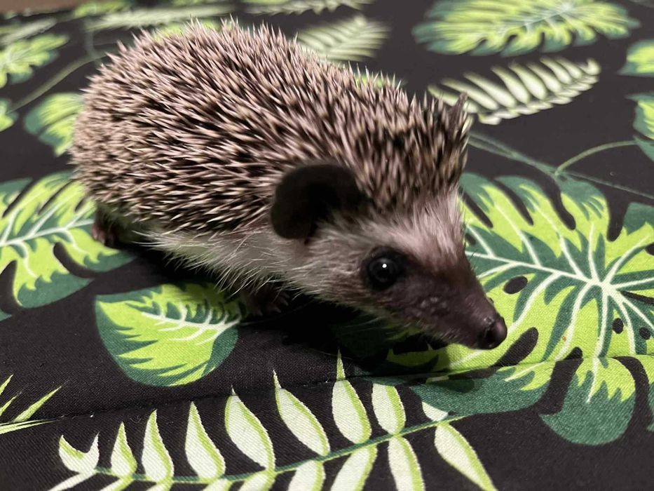 Jeż pigmejski Samiczka – spokojna i delikatna