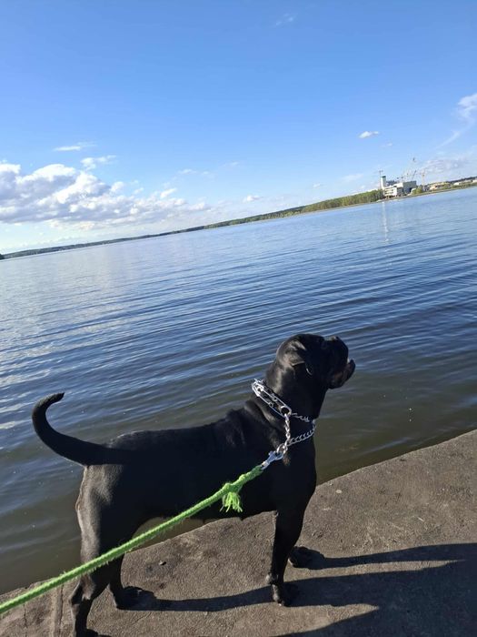 Oddam za darmo sukie ma niecałe 2 lata