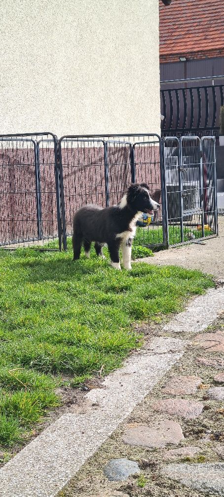 Border Collie suczka