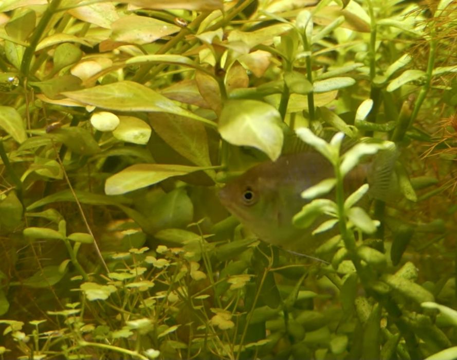 Pretnik Karlowaty SAMICE