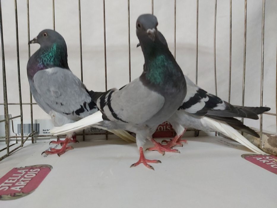 Gołębie Wyszfance Siwe