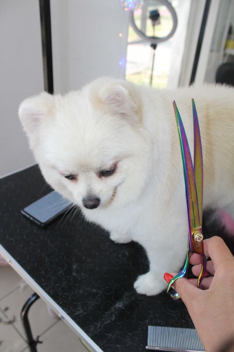 Груминг щпица ! Стрижка шпица !